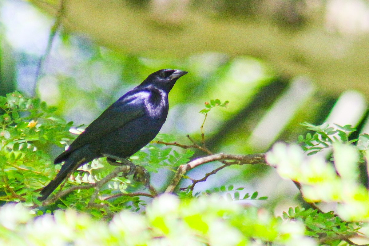 Vacher luisant - ML647444530