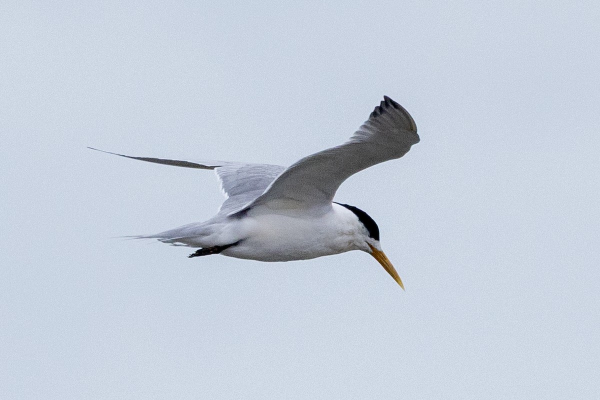 Great Crested Tern - ML647444531