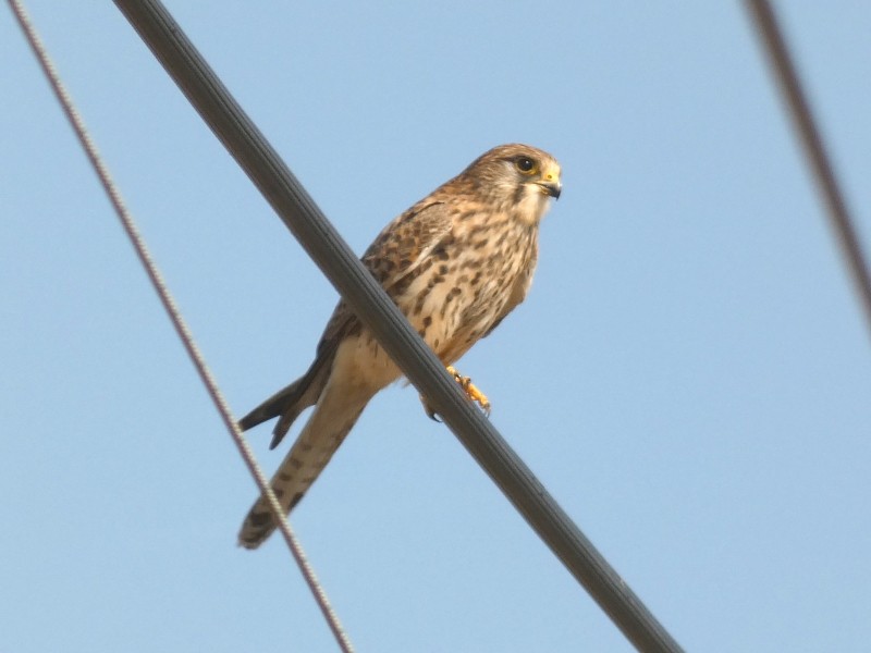 tårnfalk - ML647444538