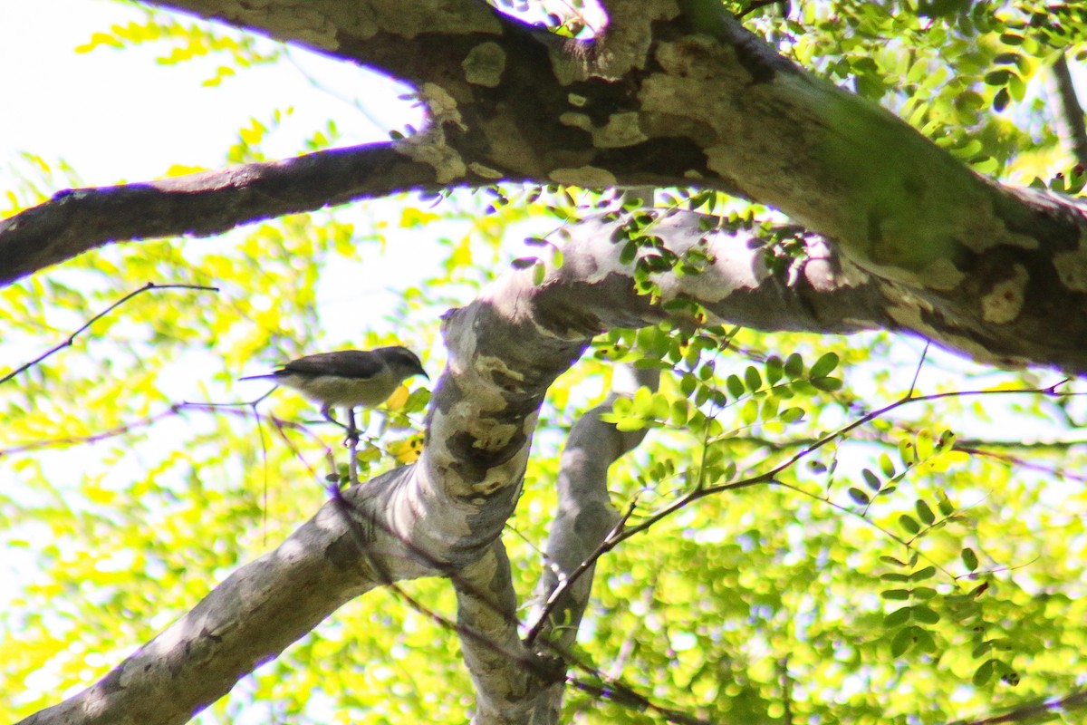 Sucrier à ventre jaune - ML647444543