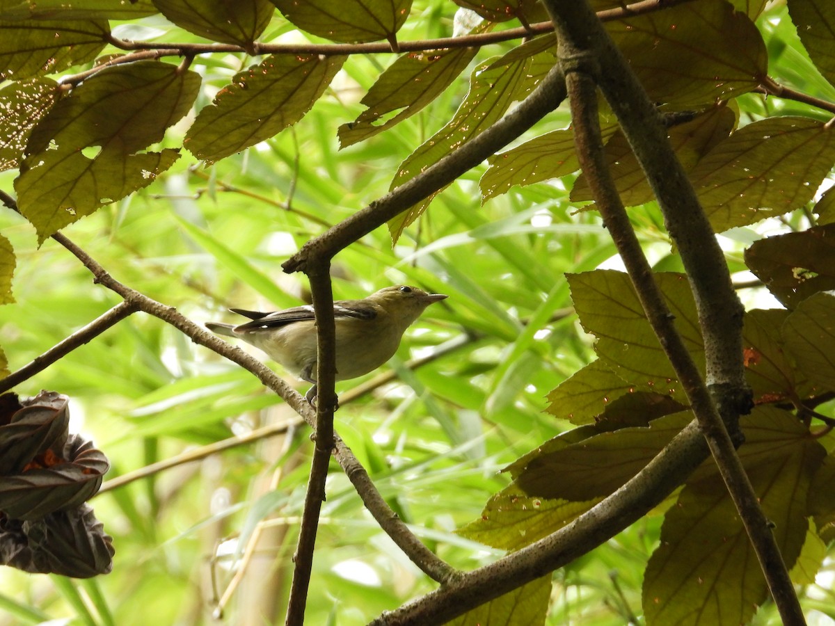 Пісняр-лісовик каштановий - ML647444544