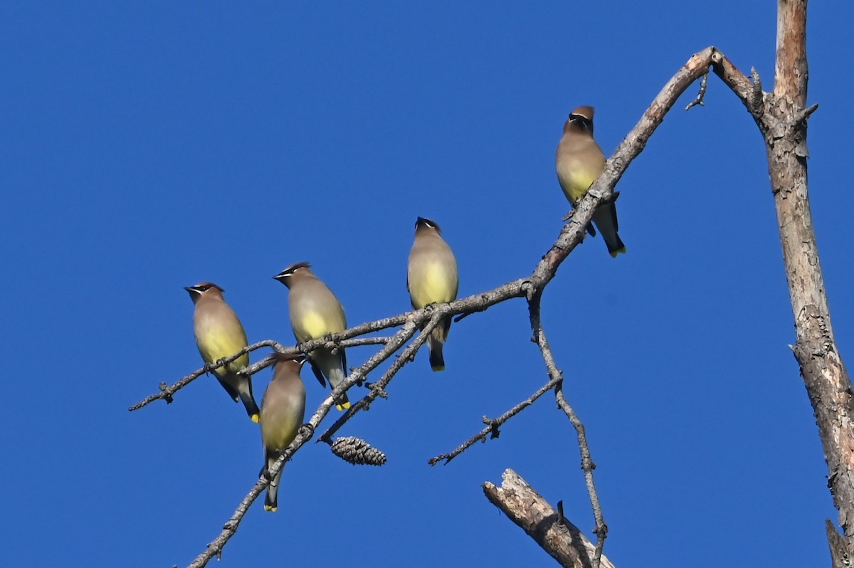 ציצנית אמריקנית - ML647444549