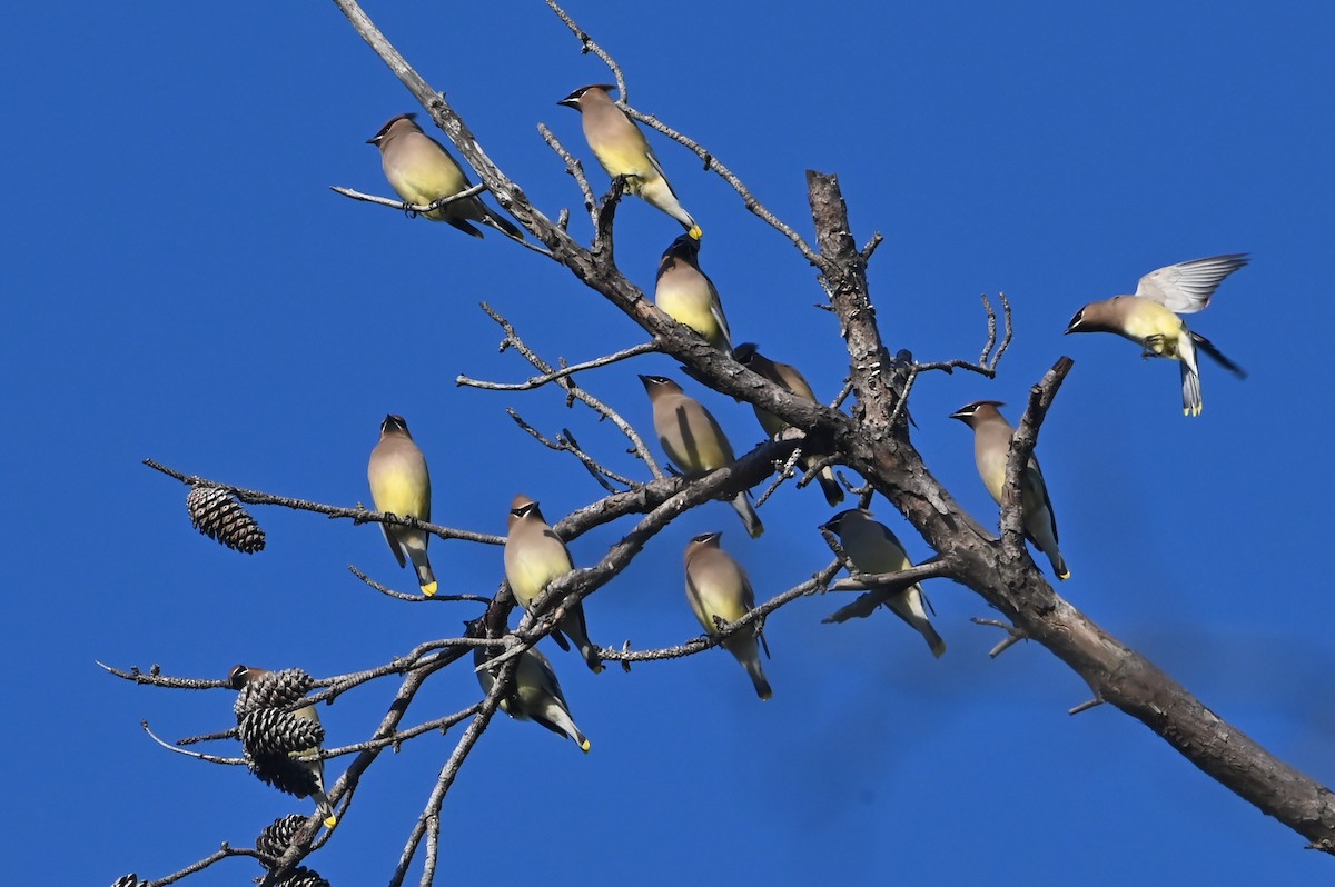 ציצנית אמריקנית - ML647444550