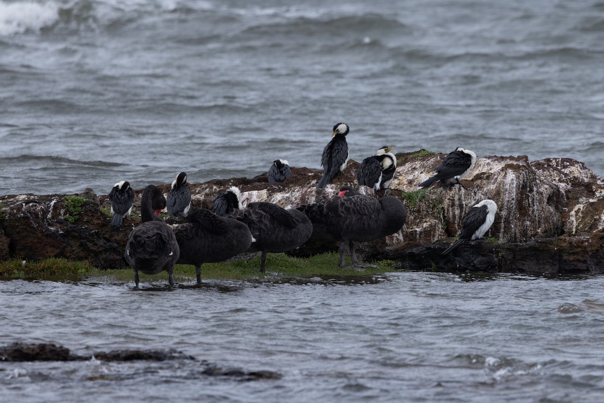 Little Pied Cormorant - ML647444558