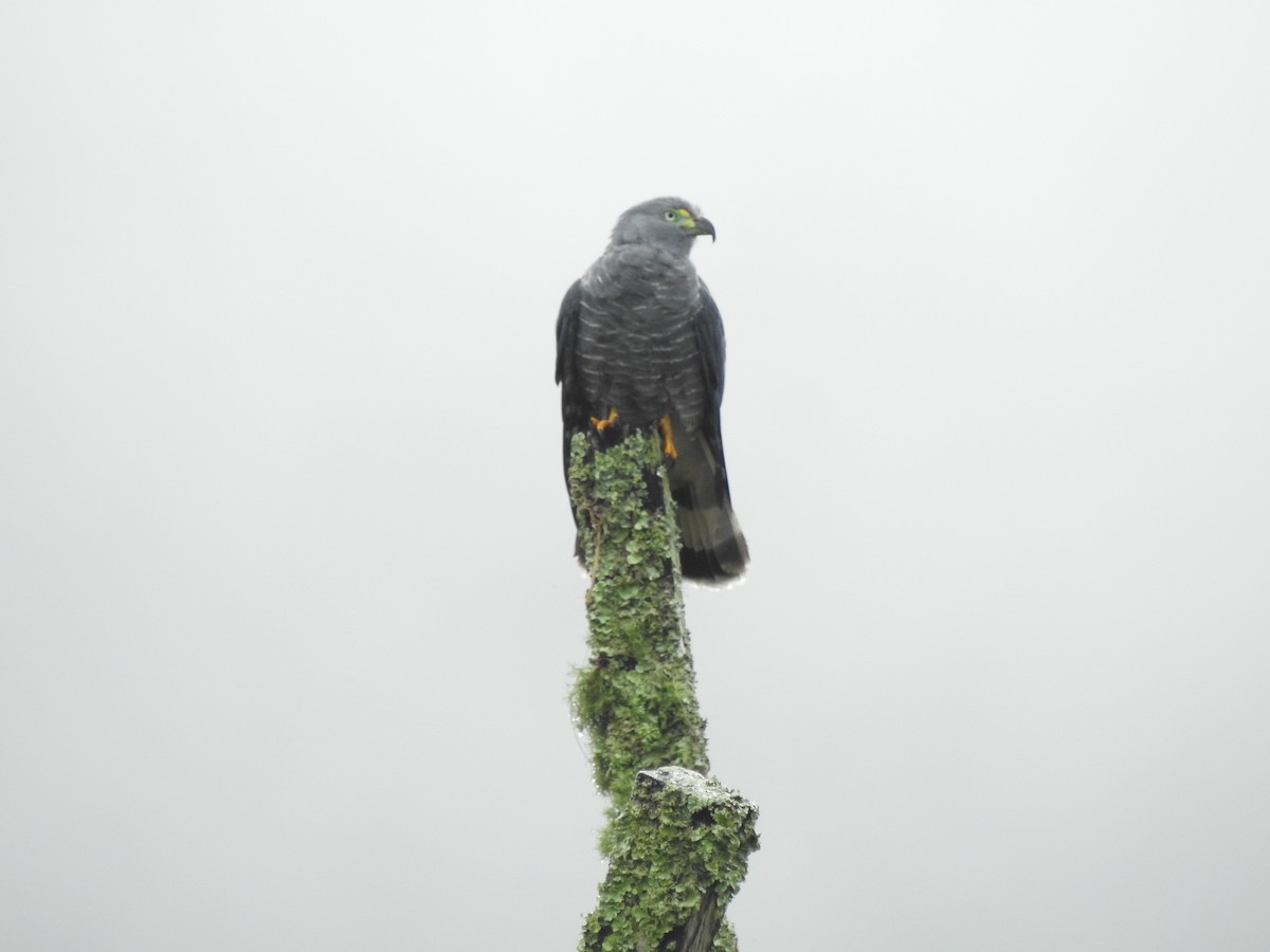 Hook-billed Kite - ML647444570