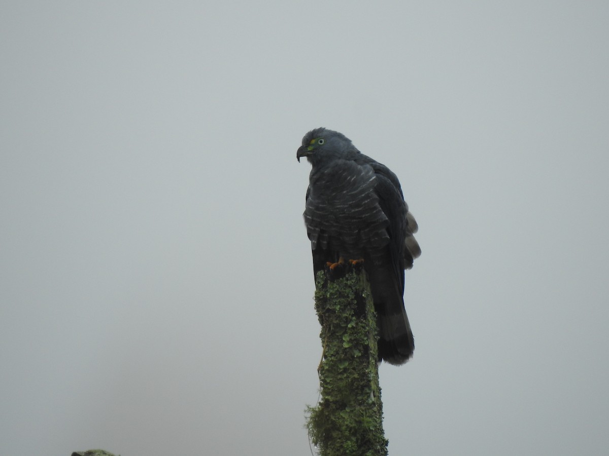 Hook-billed Kite - ML647444571