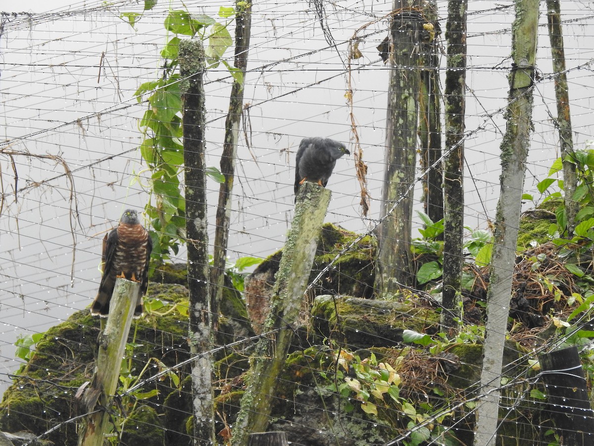 Hook-billed Kite - ML647444572