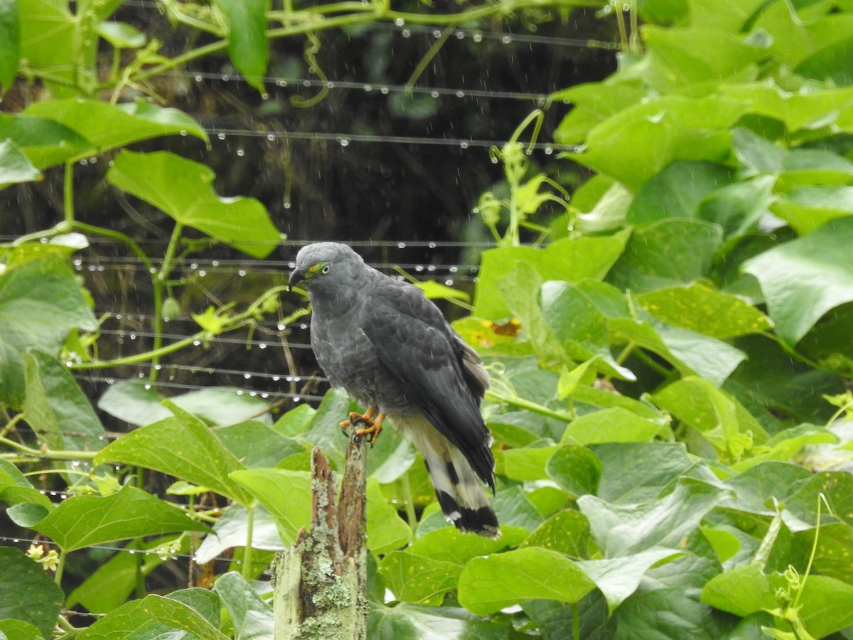 Hook-billed Kite - ML647444573
