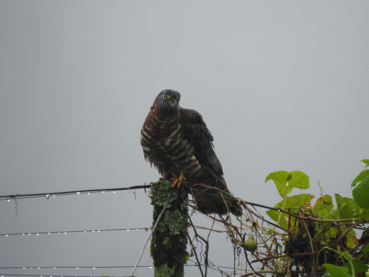 Hook-billed Kite - ML647444574