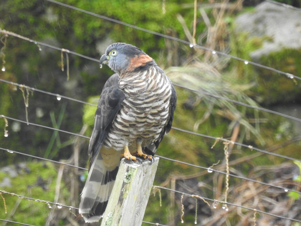 Hook-billed Kite - ML647444575