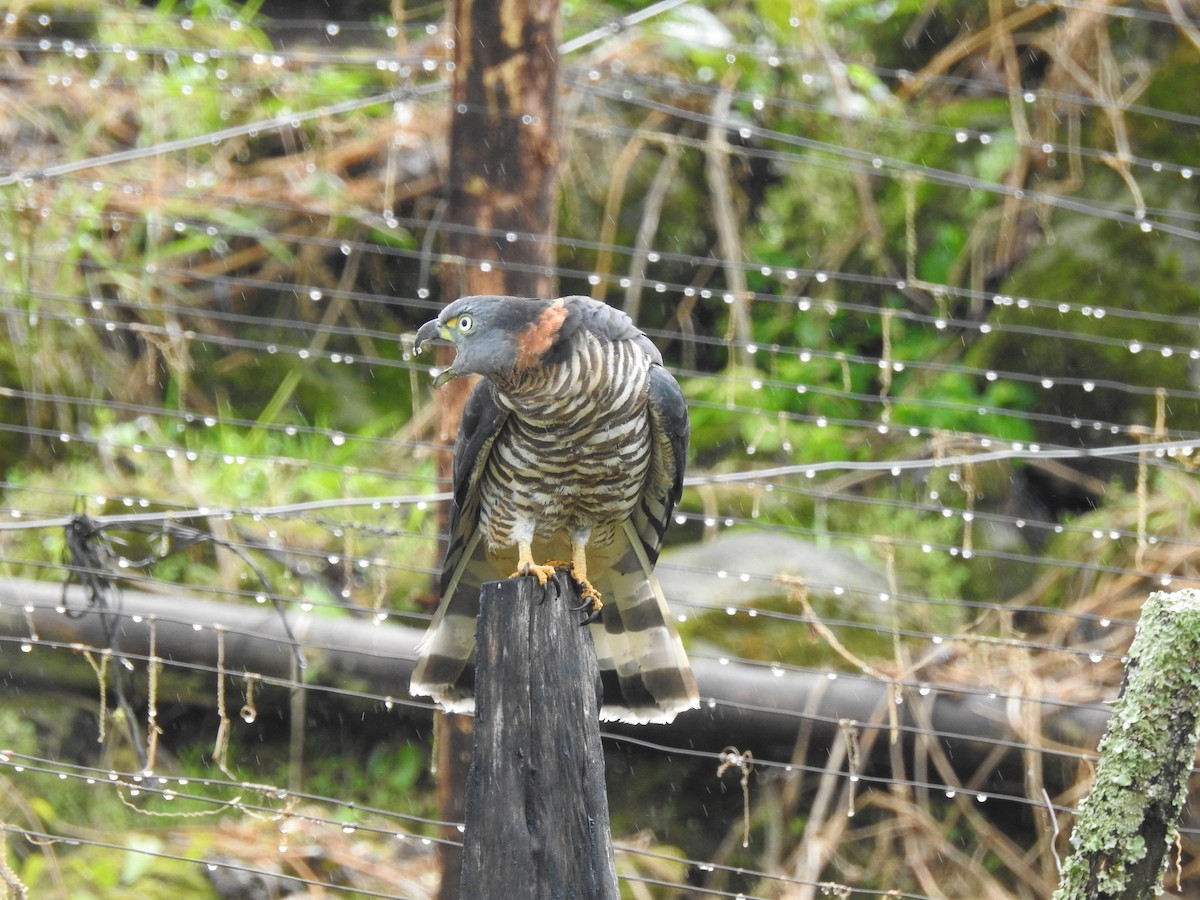 Hook-billed Kite - ML647444576