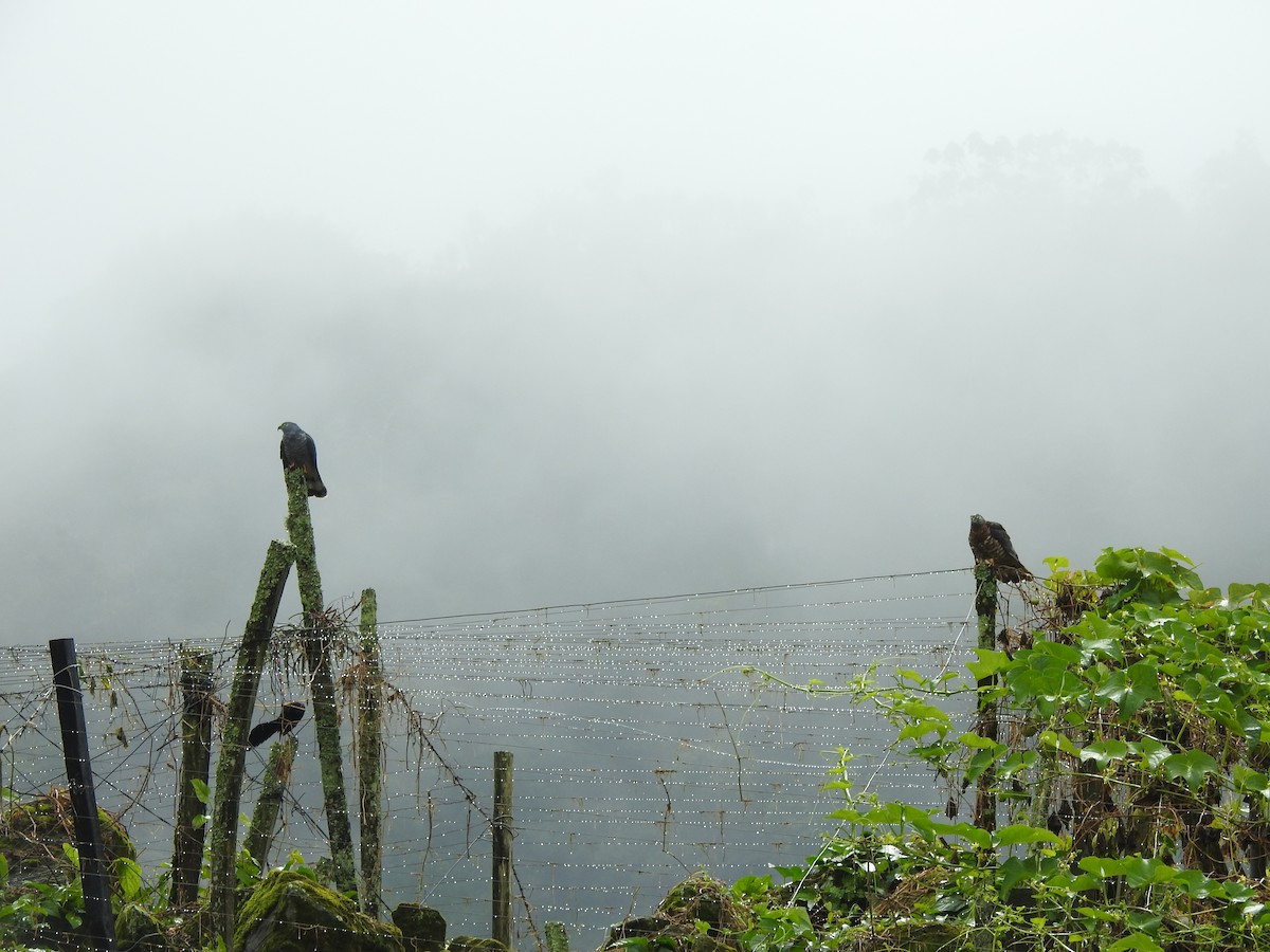 Hook-billed Kite - ML647444577