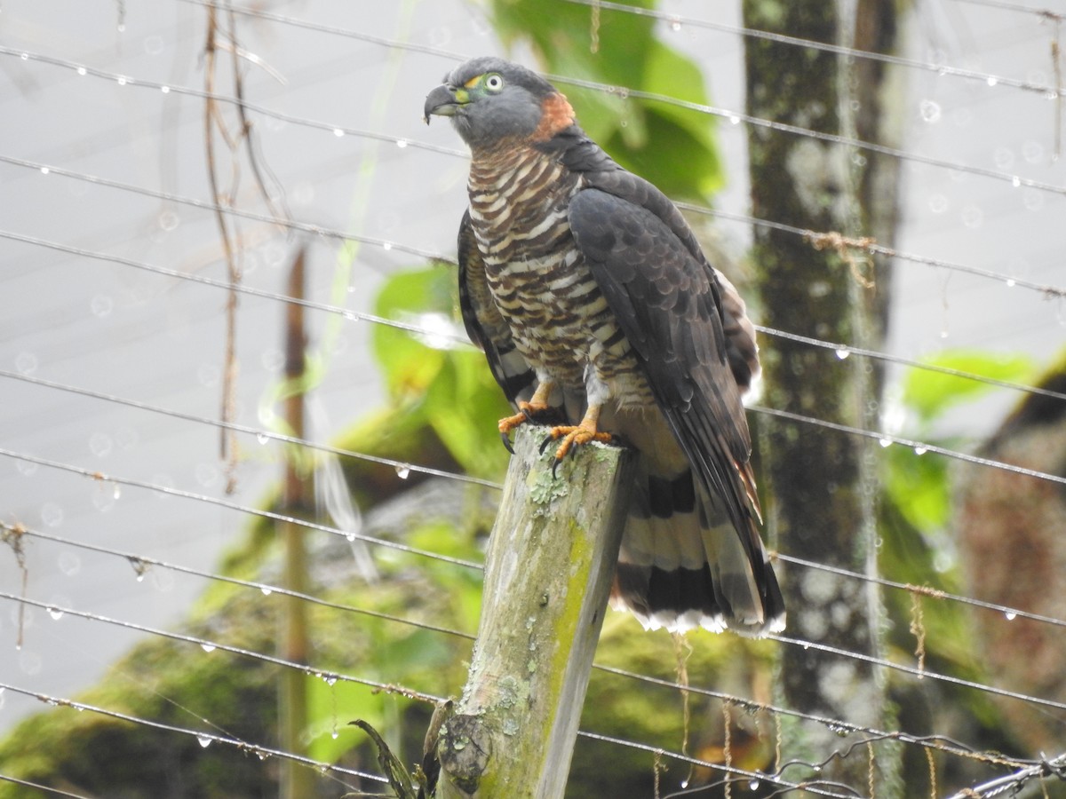 Hook-billed Kite - ML647444578