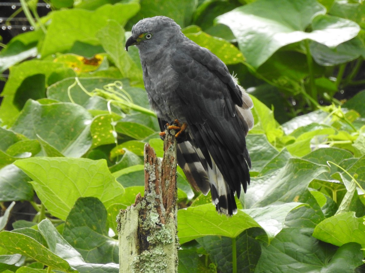 Hook-billed Kite - ML647444579