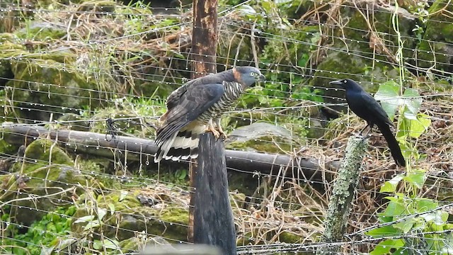 Hook-billed Kite - ML647444582