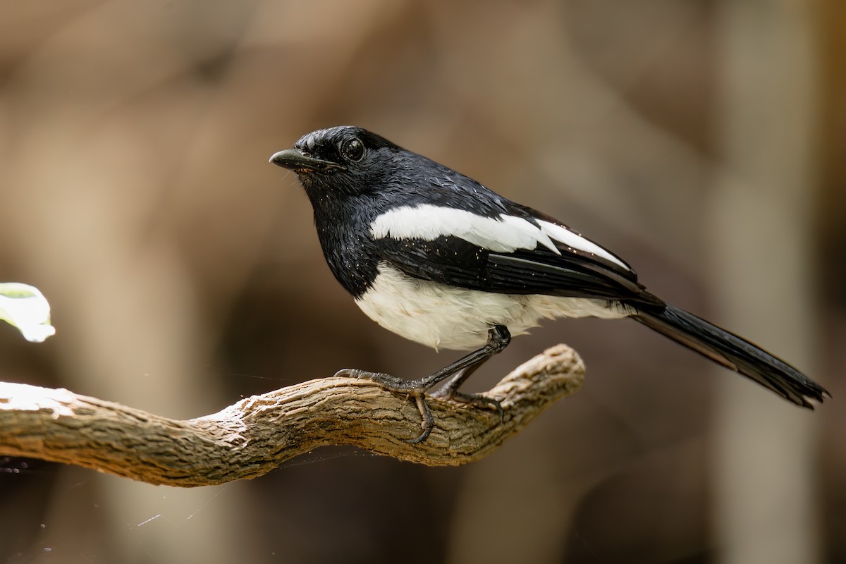 Philippine Magpie-Robin - ML647444595