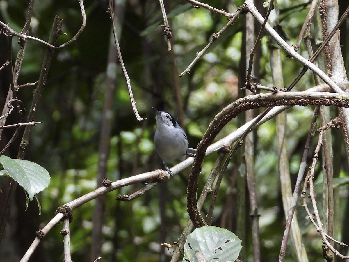 White-browed Gnatcatcher - ML647444599