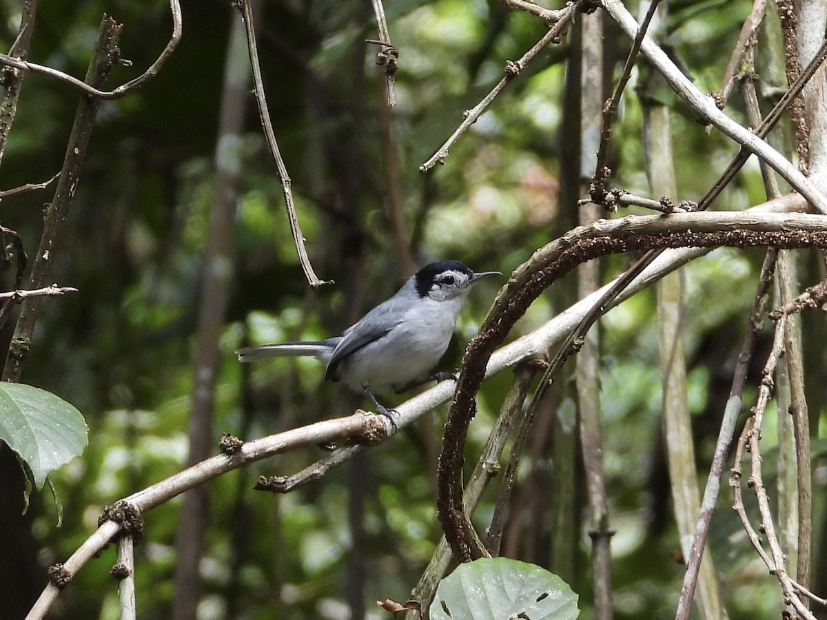 White-browed Gnatcatcher - ML647444600