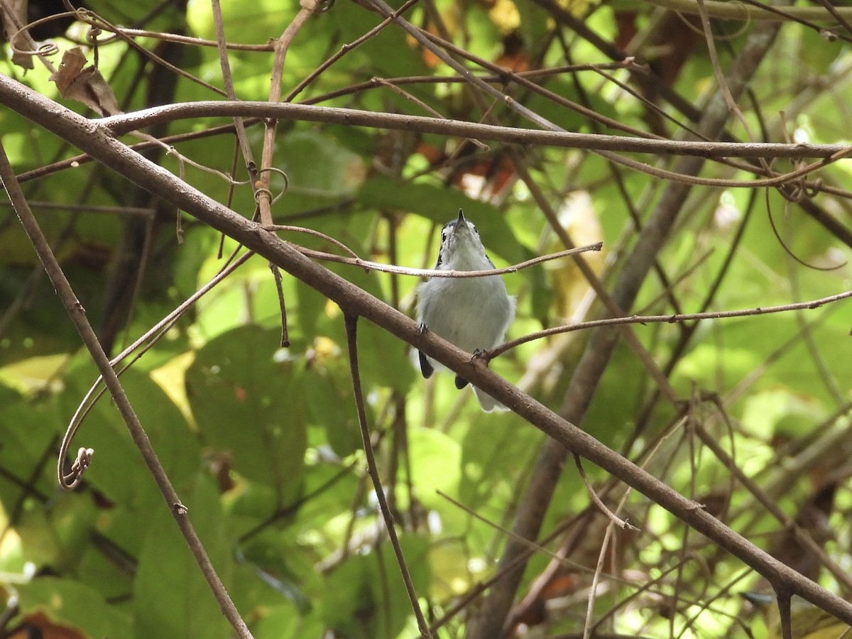 White-browed Gnatcatcher - ML647444601