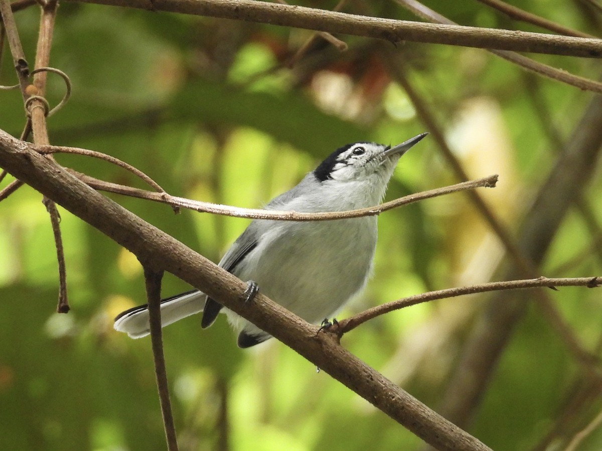 White-browed Gnatcatcher - ML647444603