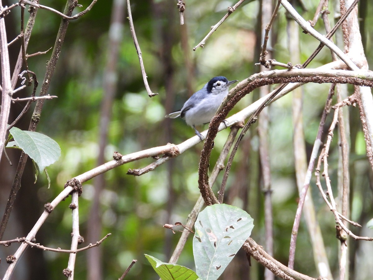 White-browed Gnatcatcher - ML647444604