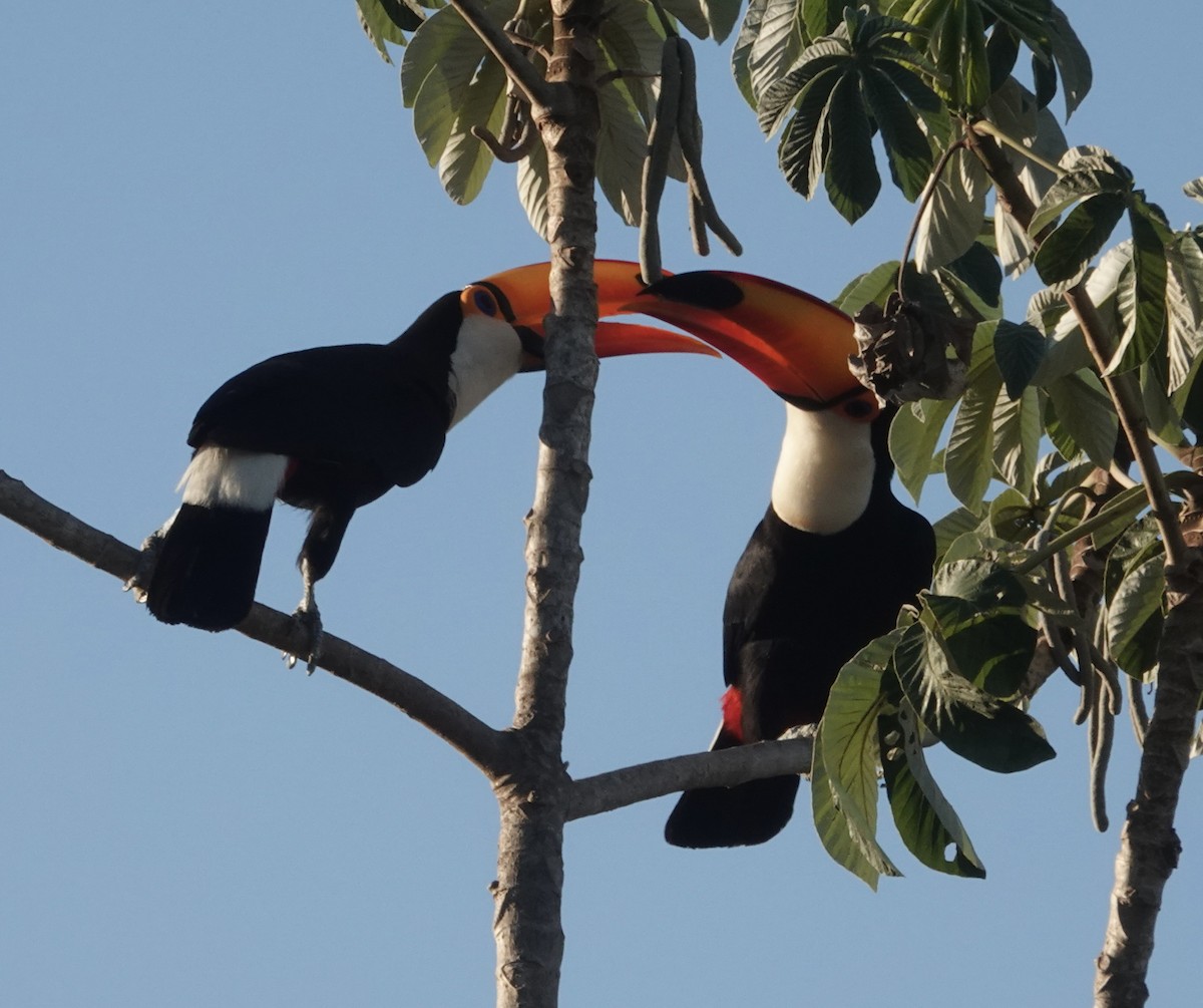 Toco Toucan - ML647444607