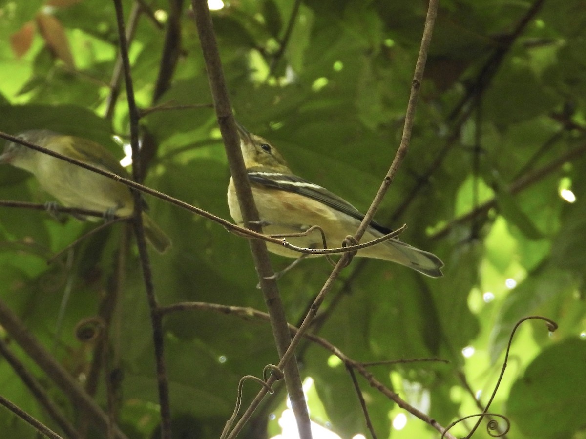 Пісняр-лісовик каштановий - ML647444608