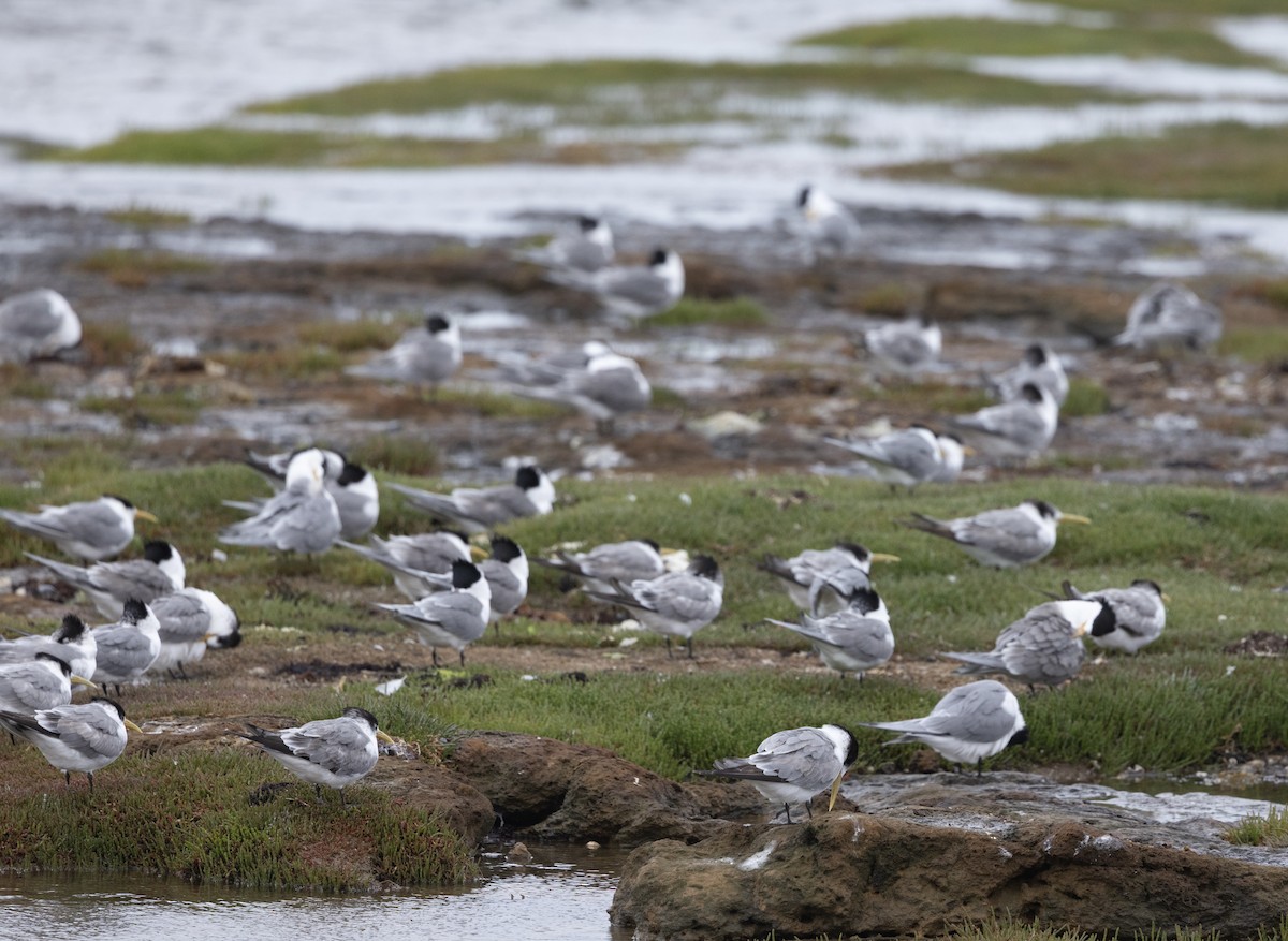 Great Crested Tern - ML647444616