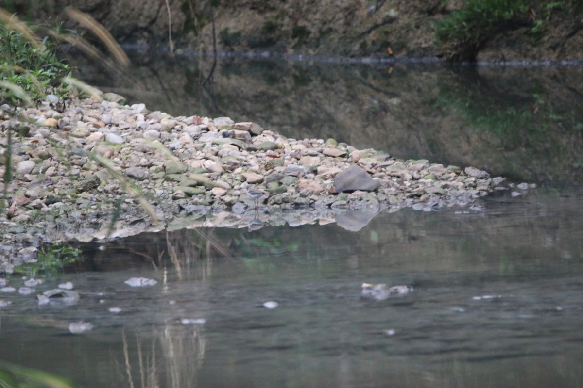 Benekli Düdükçün - ML647444622