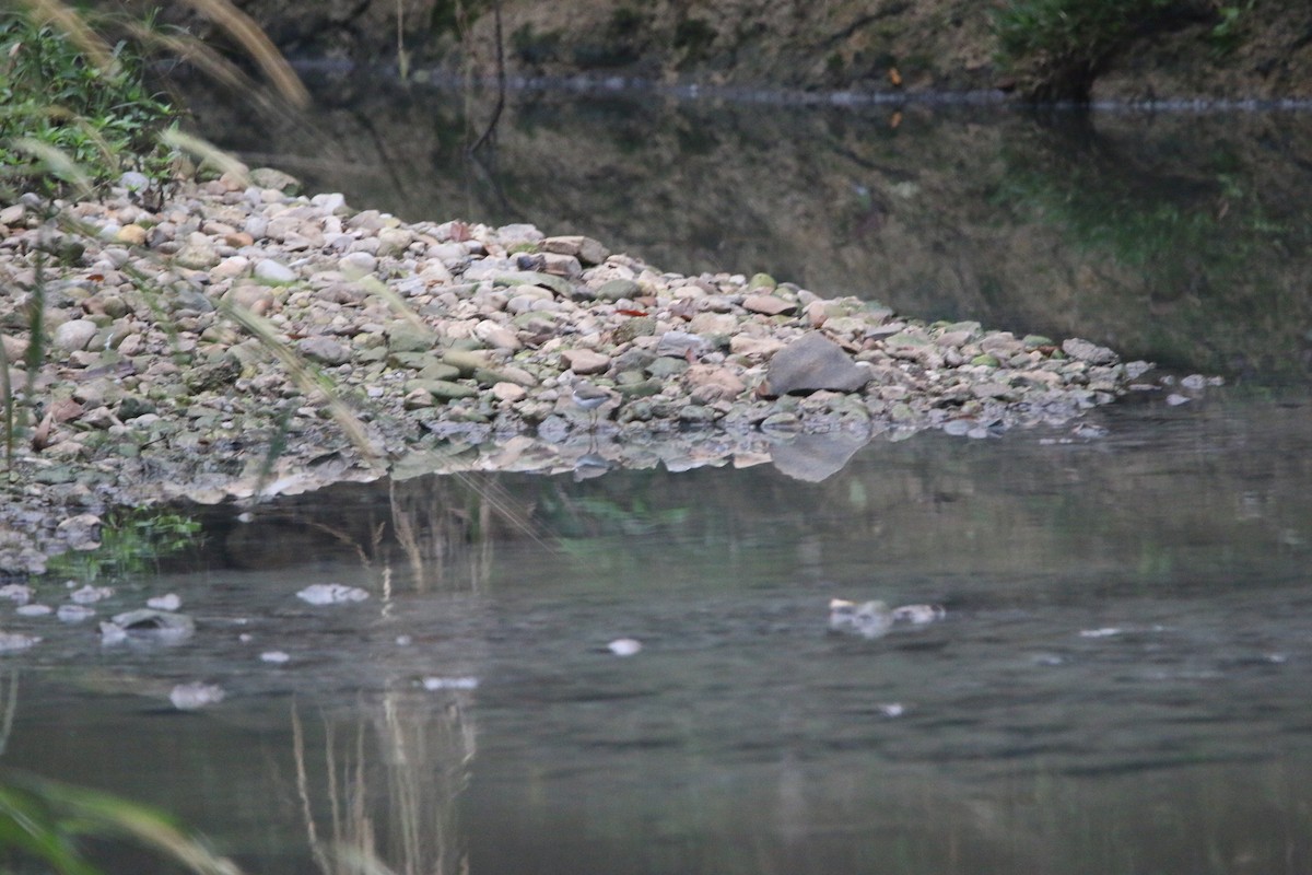 Benekli Düdükçün - ML647444624