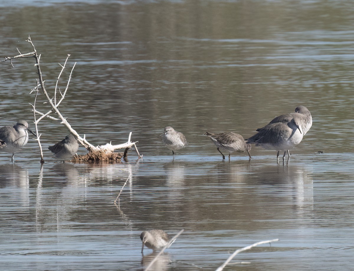 Bécasseau maubèche - ML647444633