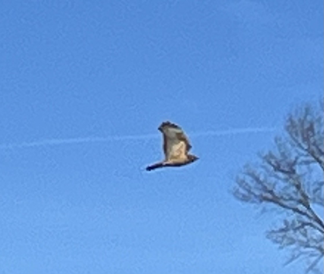 Red-shouldered Hawk - ML647444640