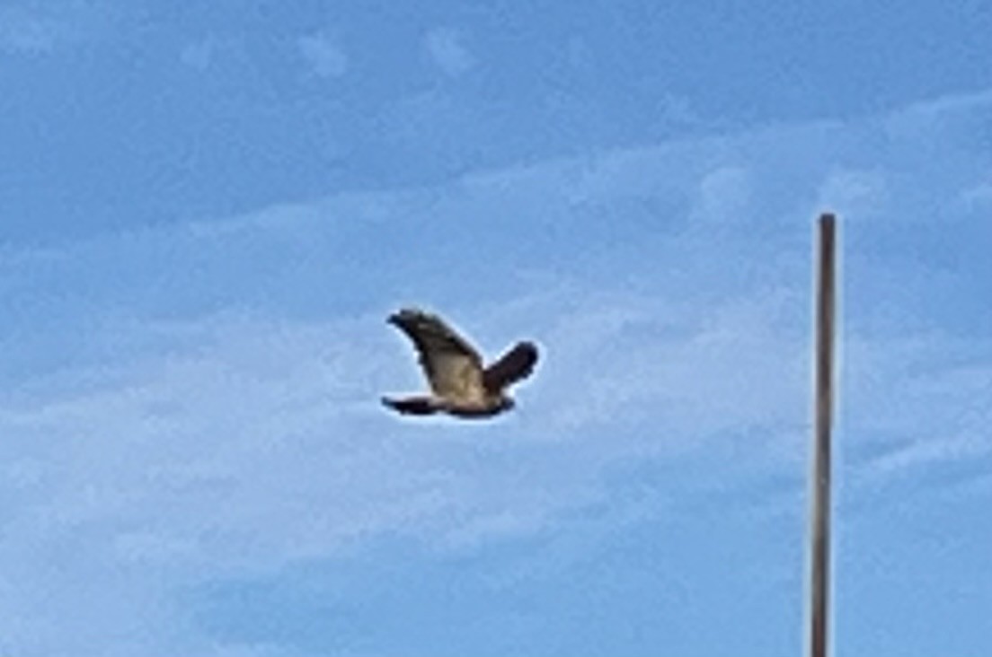 Red-shouldered Hawk - ML647444642