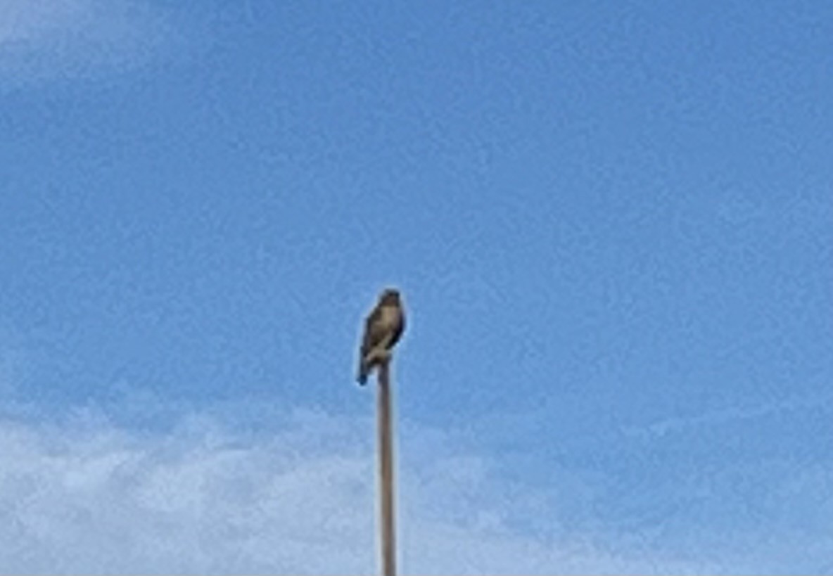 Red-shouldered Hawk - ML647444644