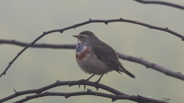 Синьошийка - ML647444647