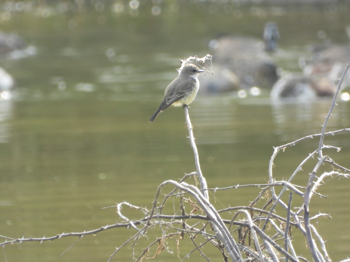 Vermilion Flycatcher (Northern) - ML647444649