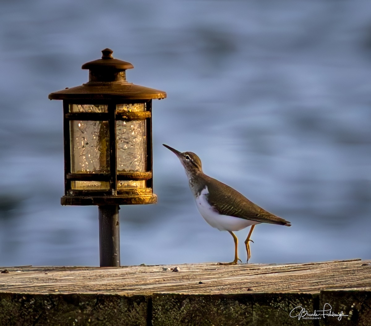 Benekli Düdükçün - ML647444657