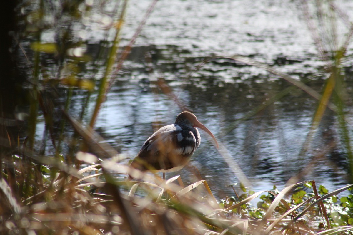 White Ibis - ML647444680