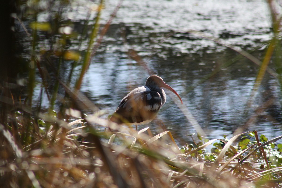 White Ibis - ML647444683