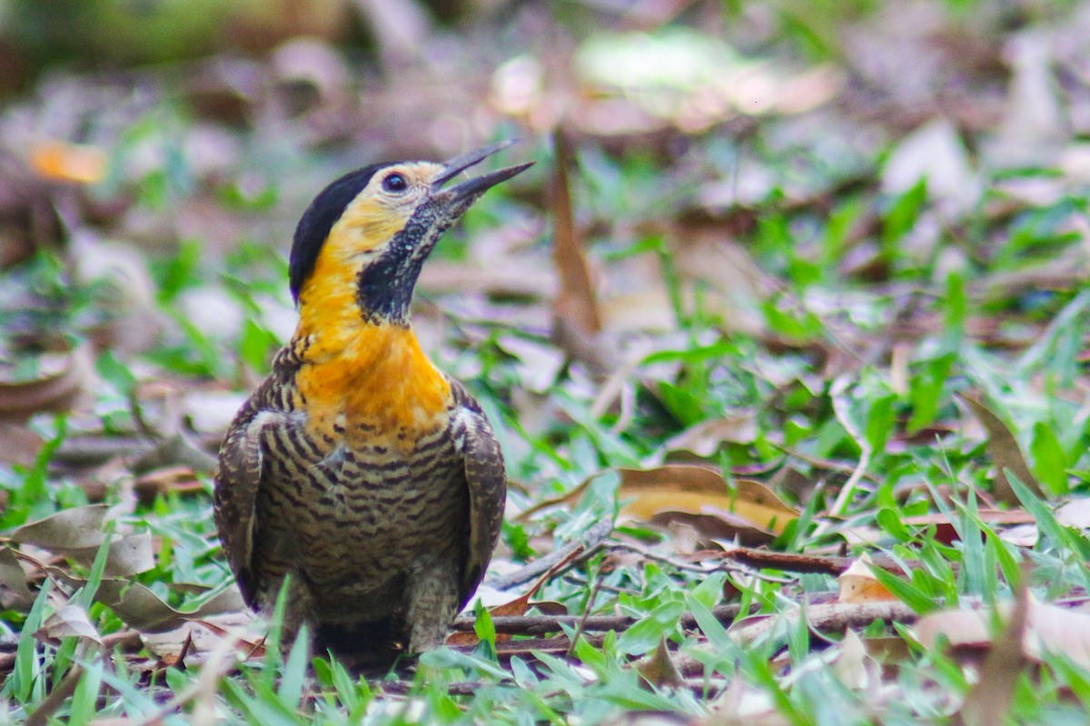 Pic champêtre - ML647444692