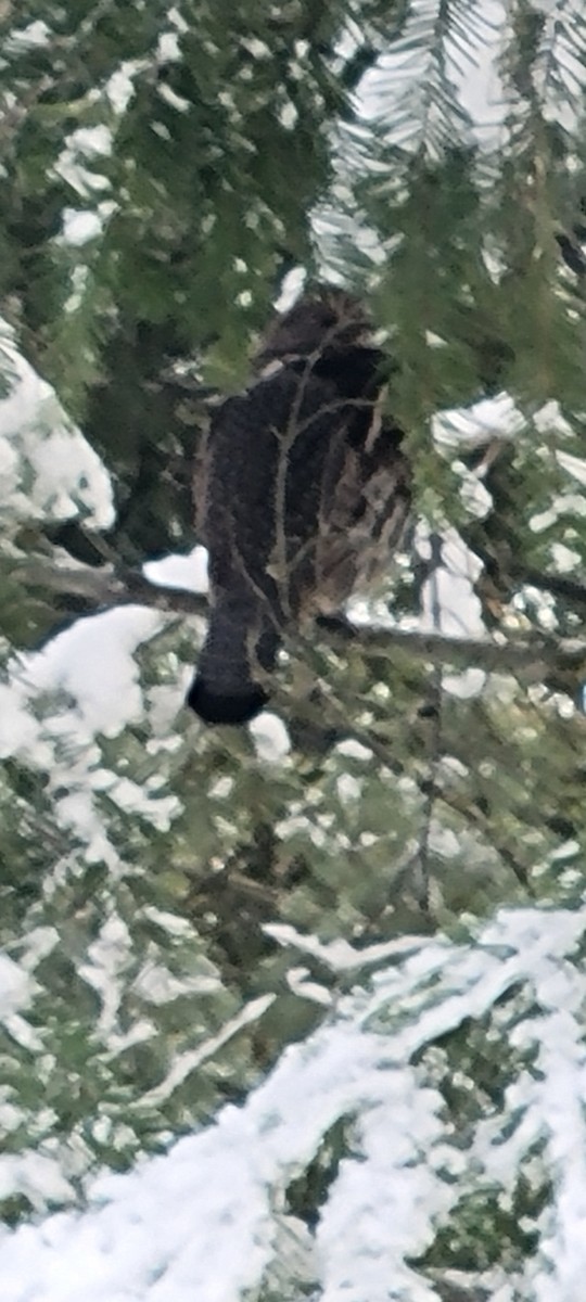 jeřábek kanadský - ML647444696