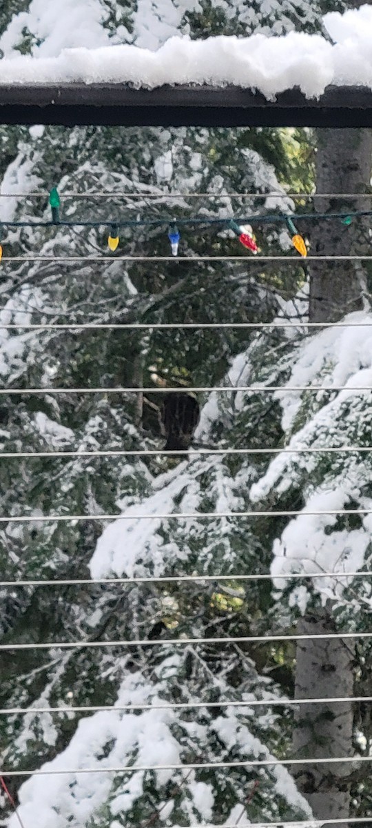 jeřábek kanadský - ML647444697