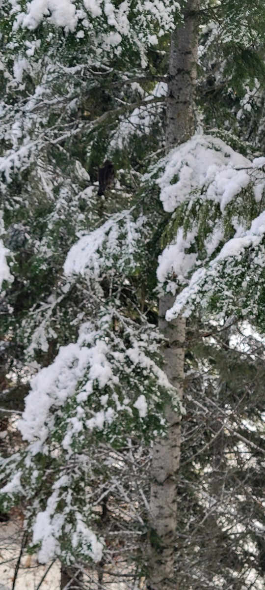 jeřábek kanadský - ML647444699