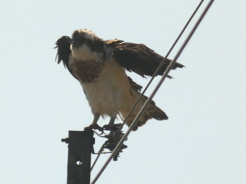 fiskeørn - ML647444703