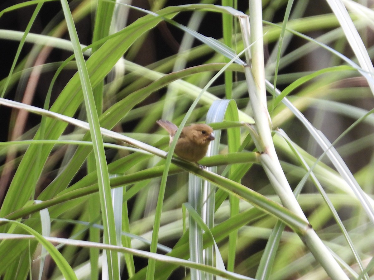 Variable Seedeater - ML647444712