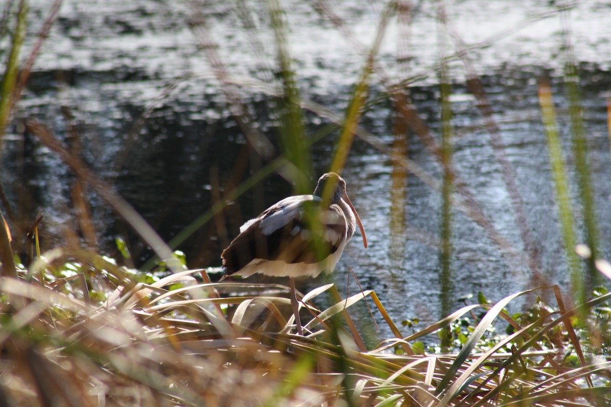 White Ibis - ML647444717