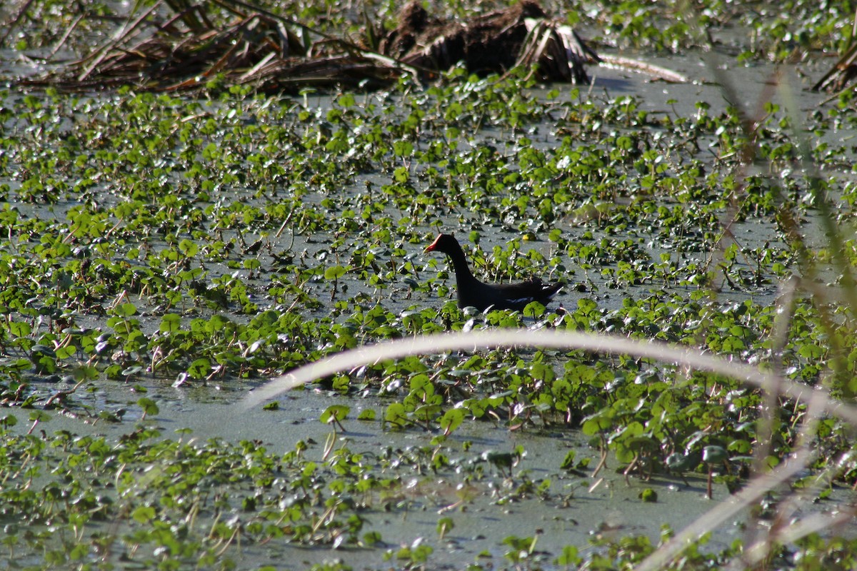 Курочка латиноамериканська - ML647444726