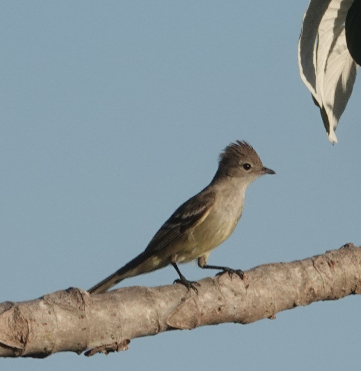 Yellow-bellied Elaenia - ML647444729