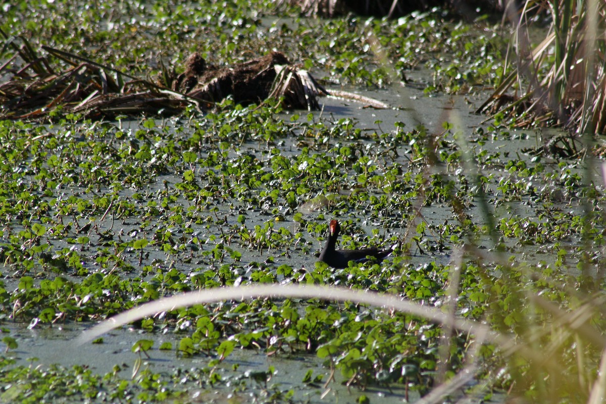 Курочка латиноамериканська - ML647444730