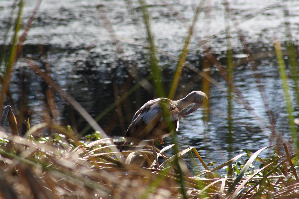White Ibis - ML647444732